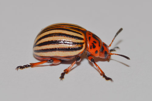 Colorado Potato Beetle